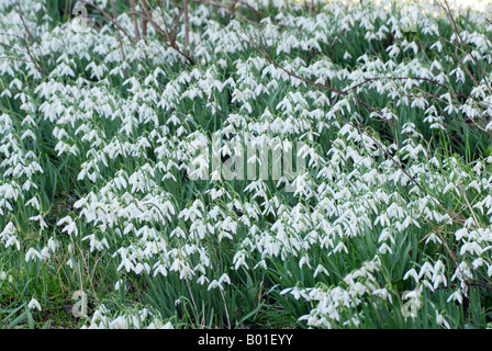 De plus en plus les perce-neige à profusion dans les bois Banque D'Images