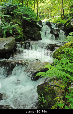 Cascade dans les bois d''Exmoor Banque D'Images