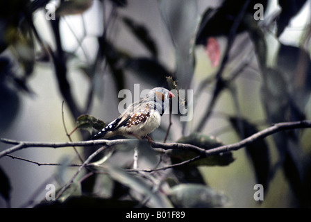 Finch-Taeniopygia Zebra guttata/ Poephila guttata -famille des Ploceidae Banque D'Images