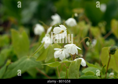 L'épimède DIPHYLLUM blanc nain Banque D'Images