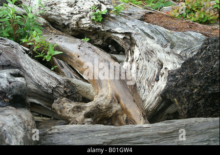 Driftwood close-up sur la plage du nord-ouest du Pacifique Banque D'Images