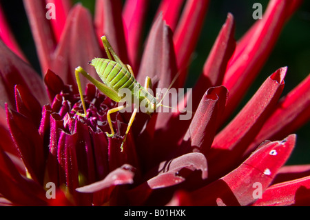 Sauterelle sur une fleur de dahlia Banque D'Images