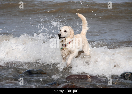 Un Labradoodle à jouer dans les vagues, la côte du Devon Banque D'Images