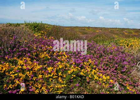 La bruyère et l'ajonc sur Jersey Channel Island Banque D'Images