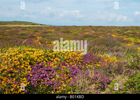 La bruyère et l'ajonc sur Jersey Channel Island Banque D'Images