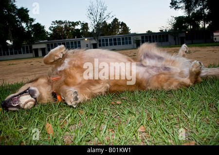 Golden Retriever roulant dans l'Herbe à Elementry school play ground Banque D'Images