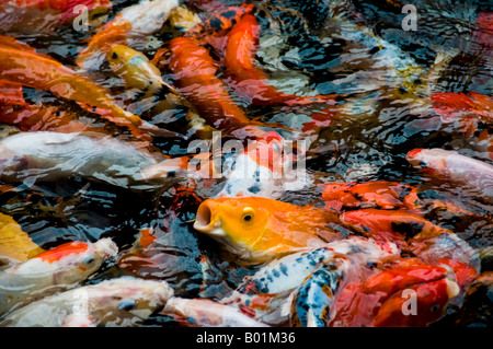 L'alimentation des poissons dans l'étang de koi Banque D'Images