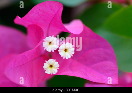 Close up of white Bougainvilla fleurs et bractées Roses Costa Rica Banque D'Images