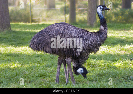 - Emu Dromaius novaehollandiae Banque D'Images