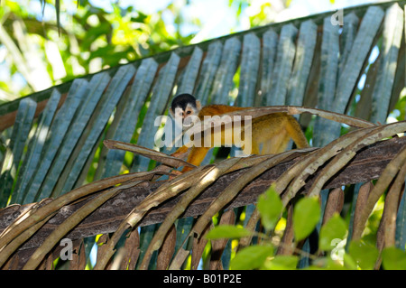 Petit Singe écureuil marche sur une feuille d'un palmier dans la forêt tropicale du Costa Rica Banque D'Images