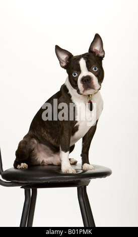 Petit chien assis sur le tabouret noir isolé sur fond blanc Banque D'Images