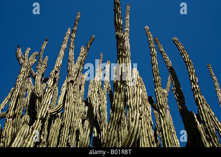 Cactus près de Batopilas zone Mexique Copper Canyon Banque D'Images