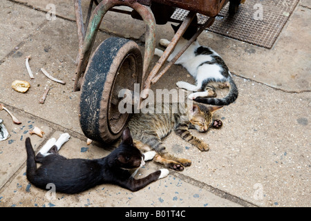Trois chats sauvages allongé sous une roue de brouette, prises au marché Albert à Banjul, Gambie, Afrique de l'ouest Banque D'Images