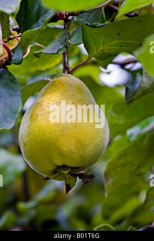 Coing, Prunus dulcis, grandissant dans un verger Anglais Banque D'Images