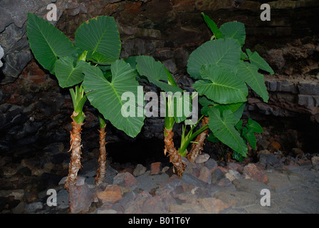 Cuevas de los Verde à Lanzarote dans les îles Canaries de l'Espagne Banque D'Images