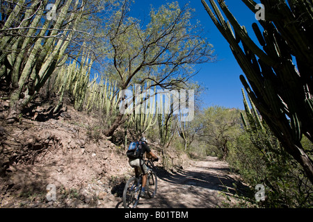 Randonnée cycliste de Batopilas à Cerro Colorado dans la région de Copper Canyon du Mexique Banque D'Images