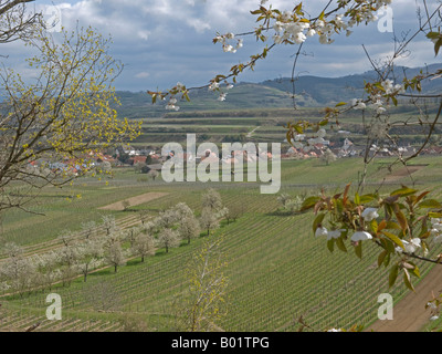 Vue sur les vergers de cerisiers en fleurs et des vignes à Sasbach Leiselheim Kaiserstuhl en Banque D'Images