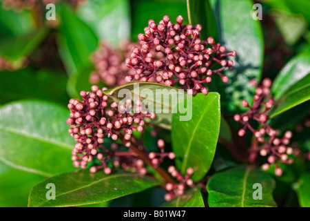 Skimmia japonica rubella Banque D'Images