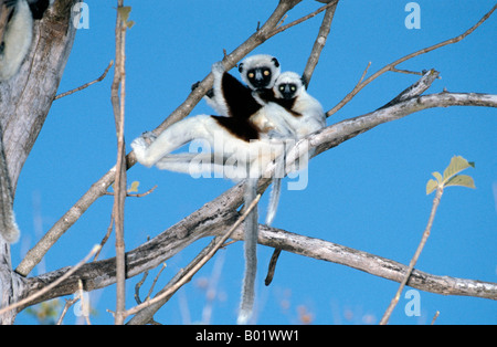 Propitheque de coquerel Propithecus verreauxi coquereli Propithecus National Madacascar centrale montée botanique zoologie mammifères Act Banque D'Images