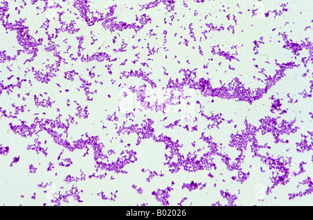 La bactérie Corynebacterium diphtheriae Banque D'Images