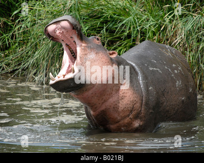 Jeune hippopotame, montrant ses dents Banque D'Images