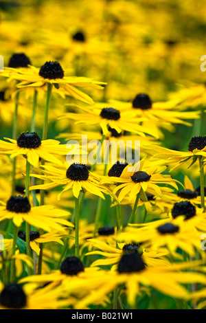 Rudbeckia fulgida 'Goldsturm' var sullivantii Banque D'Images