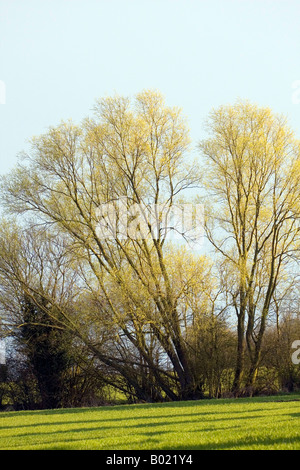 Au printemps saule blanc soleil du soir sur le blé d'hiver Banque D'Images