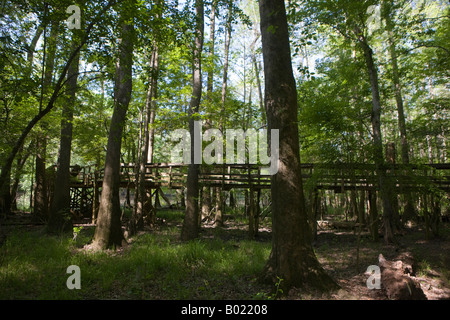 Une promenade surélevée permet aux visiteurs de voir le lac Weston dans Congaree National Park près de Columbia en Caroline du Sud Banque D'Images