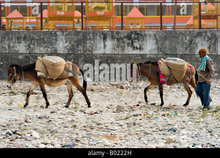 L'INDE RISHIKESH deux ânes et leur propriétaire les roches portent des rives de la rivière Ganges Banque D'Images