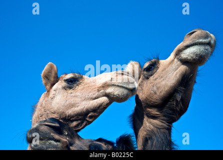 L'INDE BIKANER Extreme close up de deux Jaisalmeri et l'un des chameaux dromadaire Bikaneri contre un brillant ciel bleu Banque D'Images