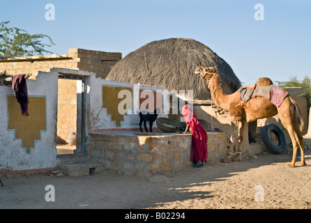 L'Inde rurale de JAISALMER DESERT femme portant sari rss fourrage à son chameau et chèvre en dehors de sa maison peinte dans le désert de Thar Banque D'Images