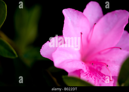 Macro d'azalées roses fraîches coupées Banque D'Images