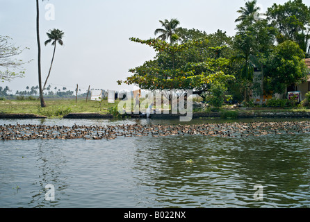 ALLEPPEY INDE grandes volées de canards domestiques Anas platyrhynchos flotter vers le bas l'un des canaux du Kerala Backwaters Banque D'Images