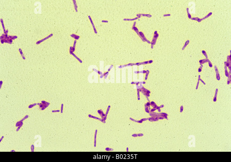 La bactérie Clostridium botulinum Banque D'Images