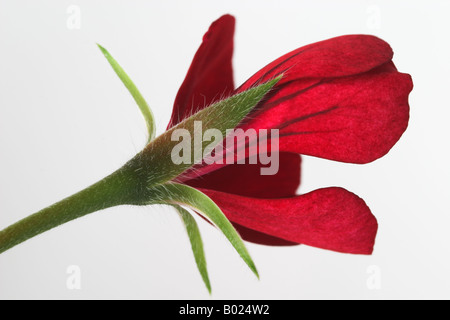 Gros plan portrait d'une seule fleur de géraniums rouge à queue sur fond blanc Banque D'Images