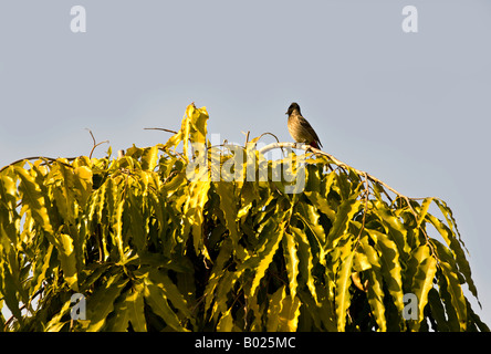 Inde KHAJURAHO BULBUL Pycnonotus cafer ventilé rouge assis en haut d'un arbre Banque D'Images