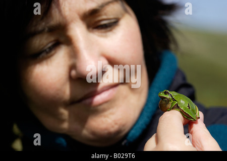 European Tree Frog (Hyla arborea), mâle appelant sur la main d'une femme Banque D'Images