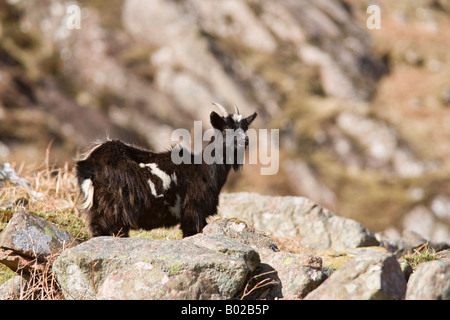 De chèvre Capra hircus sauvages sur les collines au-dessus du Loch Linnhe ouest de l'Écosse Banque D'Images