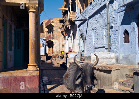 L'INDE JAISALMER vaches sacrées se promener dans les rues de Jaisalmer, une ville dans l'état indien du Rajasthan Banque D'Images