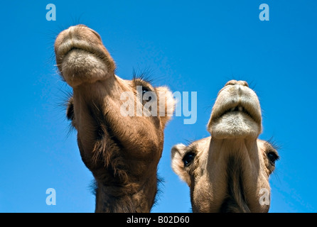 L'INDE BIKANER Extreme close up de deux chameaux dromadaire Jaisalmeri contre un ciel bleu brillant au Centre National des Recherches Banque D'Images