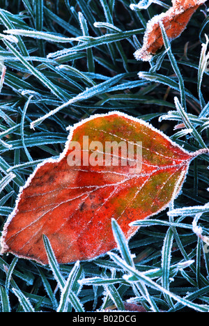 Frosty rouge feuille tombée en herbe gelée sur l'automne froid matin Banque D'Images