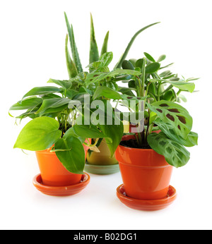 Un assortiment de plantes vertes en pots isolé sur fond blanc Banque D'Images