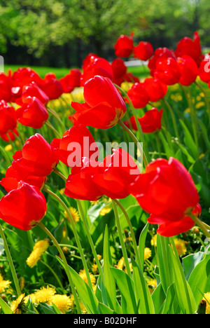 En fleurs tulipes rouge vif dans un jardin de printemps Banque D'Images