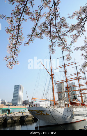 Les fleurs de cerisier au Nippon Maru permanent, Yokohama JP Banque D'Images