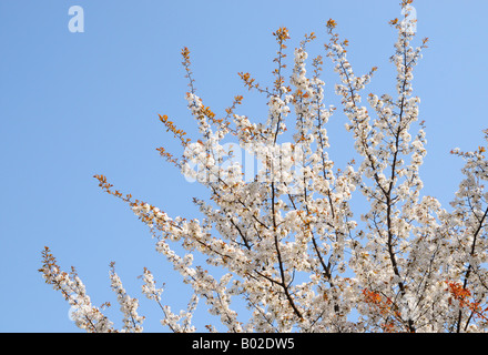 Dans les fleurs de cerisier, Yokohama Minato Mirai JP Banque D'Images