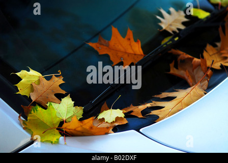 Feuilles mortes sur le pare-brise d'une voiture Banque D'Images