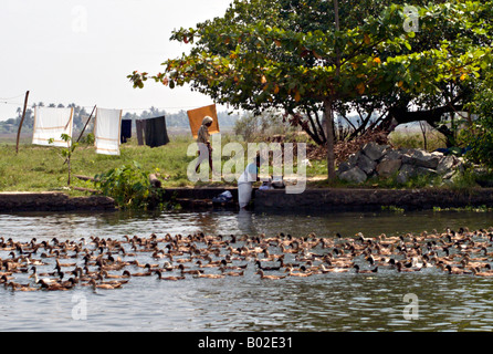 ALLEPPEY INDE grandes volées de canards domestiques Anas platyrhynchos flotter vers le bas l'un des canaux du Kerala Backwaters Banque D'Images