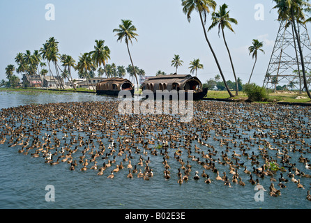 ALLEPPEY INDE grandes volées de canards domestiques Anas platyrhynchos entrent dans l'eau sur l'un d'un canal dans le Kerala Backwater Banque D'Images