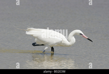 Une aigrette rougeâtre, forme blanche, les fourrages dans une lagune au fort de Soto, Florida, USA. Banque D'Images