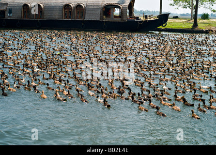 ALLEPPEY INDE grandes volées de canards domestiques Anas platyrhynchos nager à travers l'un des canaux du Kerala Backwaters Banque D'Images